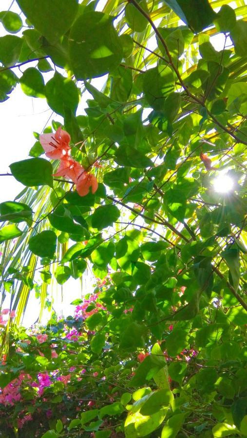 Bed and Breakfast Café des Arts Gili Air Exterior foto